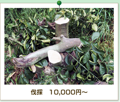 伐採　10,000円～