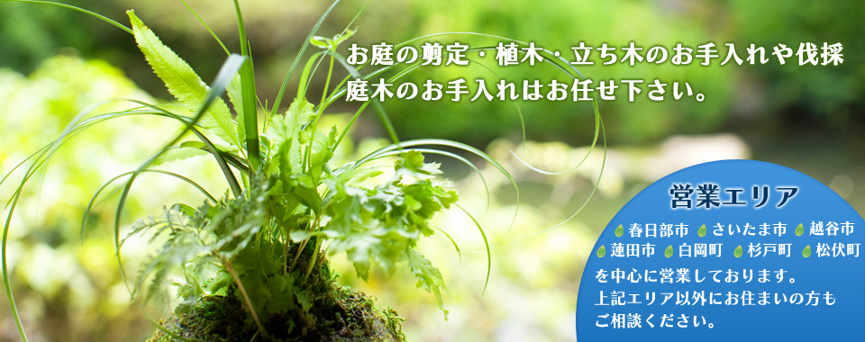 お庭の剪定・植木・立ち木のお手入れや伐採庭木のお手入れはお任せ下さい。