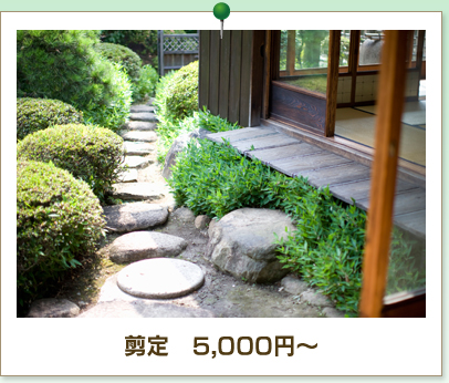 剪定　5,000円～